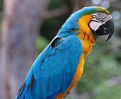 Blue and Gold Macaw by Ralph and Jenny